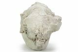 Fossil Oreodont (Leptauchenia) Partial Skull - South Dakota #355963-4